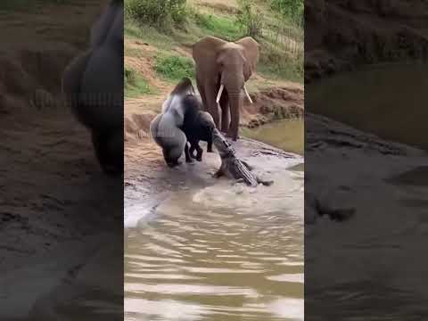 Gorilla Saves Baby Elephant from Crocodile!