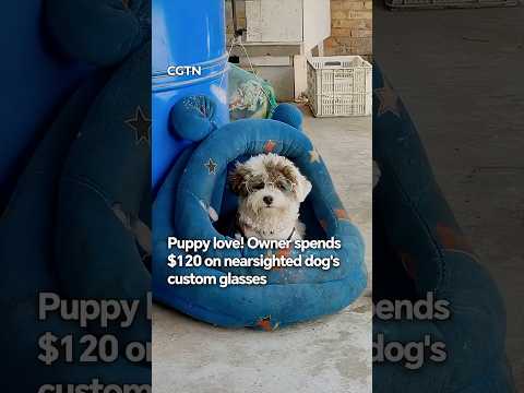 Puppy love! Owner spends $120 on nearsighted dog's custom glasses#coolchina