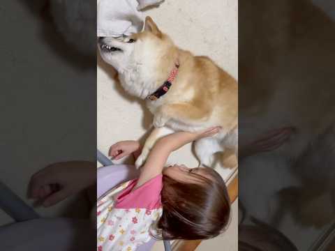 ムスメが大好きなガーゼで遊ばせてあけてる😊#柴犬 #dog #shorts #shibainu