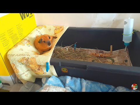 Хатинка для морської свинки