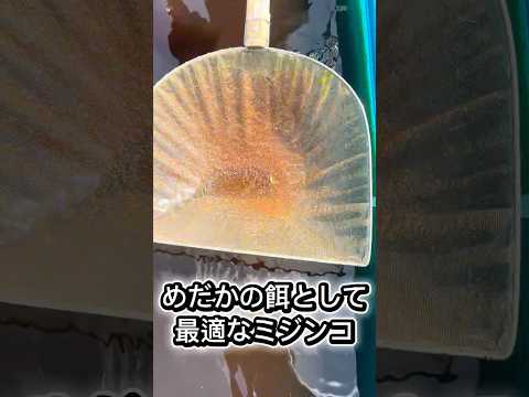 ミジンコはメダカの最高の生き餌 #メダカのいる暮らし #メダカ #改良メダカ #日本改良めだか研究所
