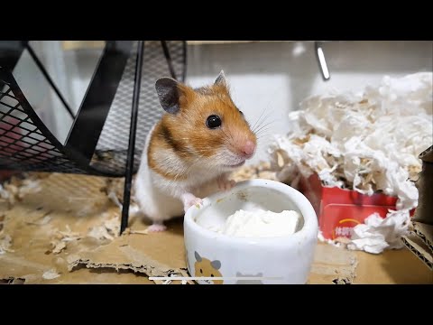 【声あり】見せちゃいけない物が映ってるのと、ハムスターを飢餓状態にさせると、、、