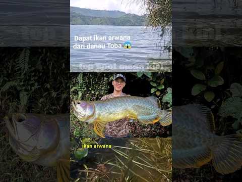 dapat ikan ARWANA di danau toba ‼️#mancing #arwana #danautoba #ikanreddevil
