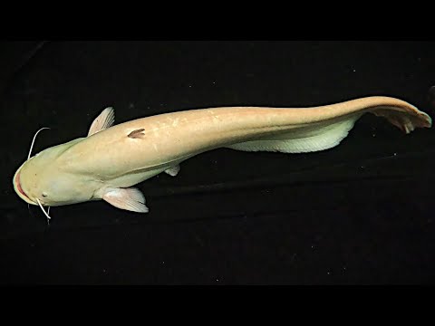 Wels catfish pushback vs bully Indian Shovelnose p Our website_  https_//fish-story.com/

You can connect with us on Monster Fish Keepers forum (screen