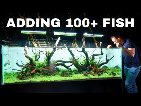 BUILDING A 2 METER AQUARIUM! Part 3_ Adding Fish! In this video we are adding 100+ fish to the 2 meter aquarium which is located in my lfs.
Check out 