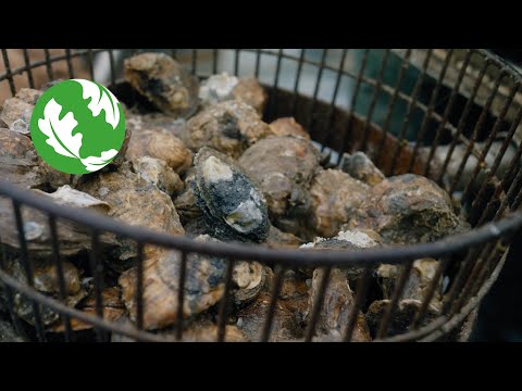 Tipping Point for Texas Oysters