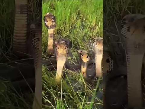 king kobra battle #kingcobra #snake #cobra