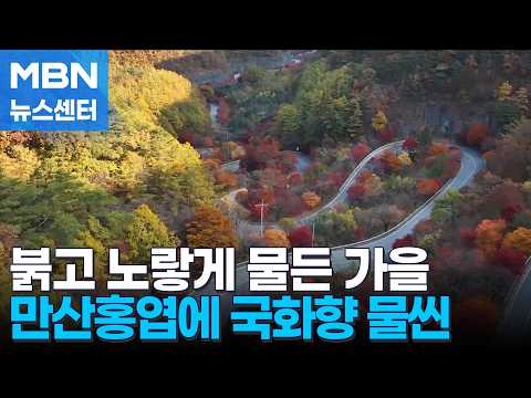 붉고 노랗게 물든 가을…만산홍엽에 국화향 물씬 [MBN 뉴스센터]