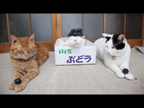 2025年10月5日のうずまき猫ライブ配信とその様子 サムネイル