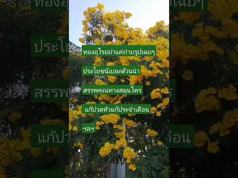 ทองอุไรใบและดอกเทน้ำร้อนชงชาดื