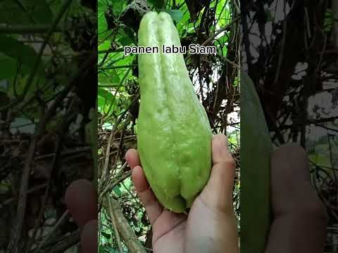 petik labu Siam #shorts #budidayatanaman #pertanian #viral #vegetables #labusiam #garden #gardening
