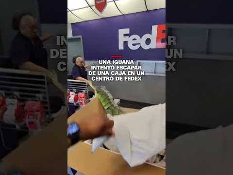 Una iguana intentó escapar de una caja en un centro de FedEx