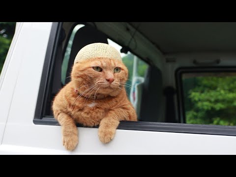 猫の動画サムネイル - 軽トラでメロンの皮帽子　のせ猫　　250717