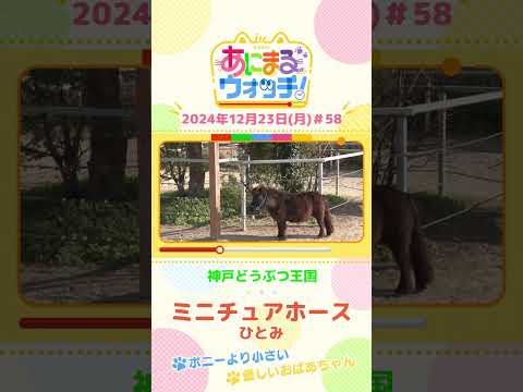 ポニーより小さい！「ミニチュアホース」の「ひとみ」　兵庫「神戸どうぶつ王国」　#shorts #読売テレビニュース #すまたん ＃あにまるウォッチ #動物