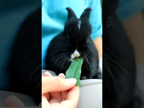 what kind of lettuce does a rabbit eat?