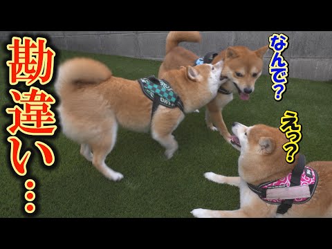 多頭飼いで、空気が読めない柴犬がいると、こうなります・・・