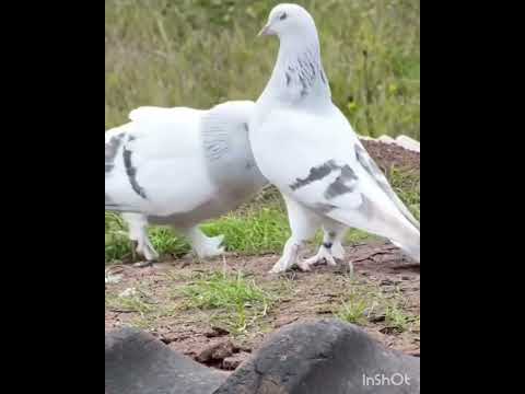 Kabootri 💕 🥰 white #haryanvisong #haryanvi #dance #viral #pigeon #kabootarba #kabutar #birds