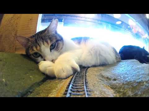 Trains, Cats & Miracles 🚂 Help Us Keep Them Safe