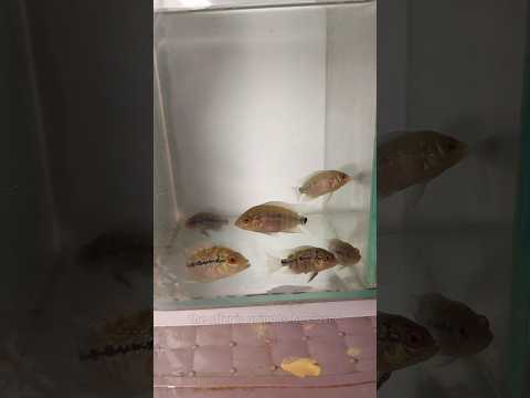 Last Call of Baby Flowerhorn Offer ! Free Flowerho Contact 
9731007816