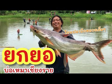 ยกยอบ่อเหมาฟิชชิ่งเก่า►Fishi