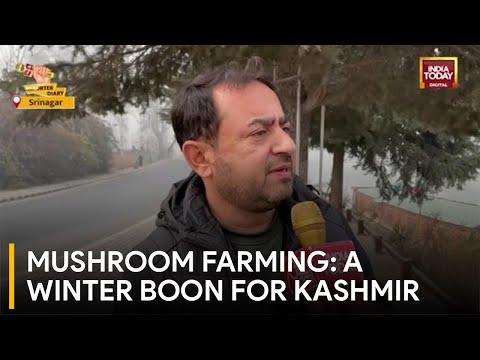 Special Report: Mushroom Cultivation Emerges as Winter Economic Booster for Kashmir's Farmers