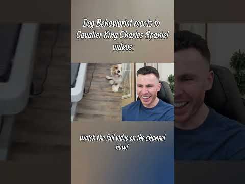 Dog trainer reacts to Cavalier King Charles Spaniel dog videos part 2 #cavalierkingcharlesspaniel