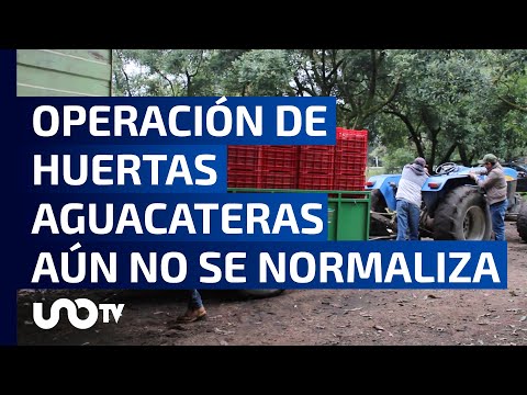 Tras conflicto importador, aguacateros enfrentan sanciones por incumplimiento de contratos