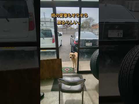 愛車がやっと戻って来そうな柊の日産車 #ゴールデンレトリバー子犬 #大型犬のいる生活