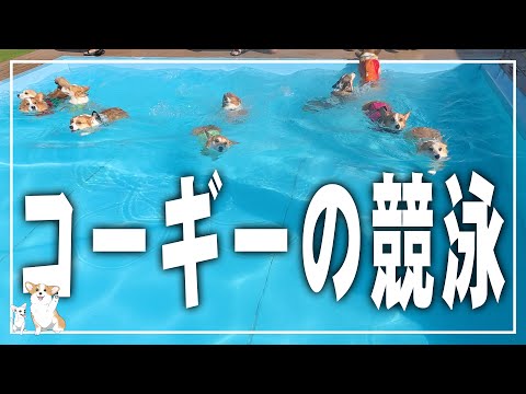 コーギーの競泳って見たことある？𓊈2063日目𓊉