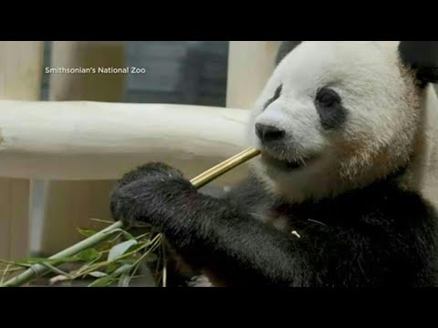 Los osos panda Bao Li y Qing Bao llegan a EEUU desde China | AFP