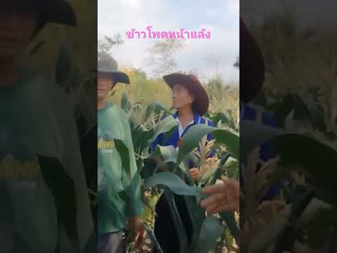 0959612667ข้าวโพดหน้าแล้งฉีดโส