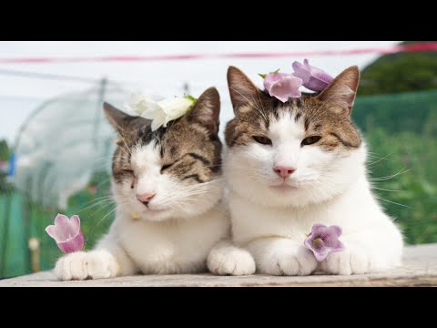 猫の動画サムネイル - ホタルブクロ　のせ猫　250801