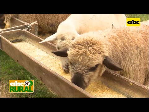 Abc Rural: Suplementación especial para hembras ovinas