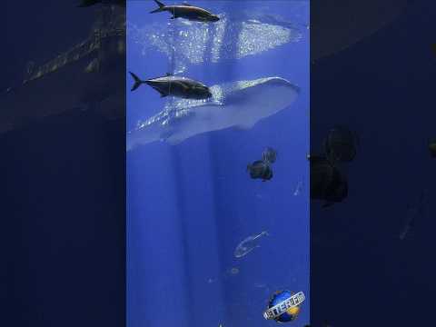 🐋🦈 Whale Sharks #shorts