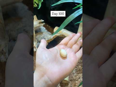 What’s inside this reptile egg? It’s a baby crested gecko! Watch it grow from day 1 to day 120.