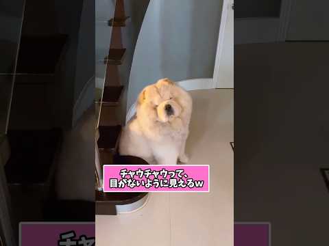 仕事で疲れた皆に贈る笑いと癒しのチャウチャウ5選ww　#チャウチャウ #笑える #癒し #大型犬のいる生活 #大型犬のいる暮らし #元気になる動画 サムネイル