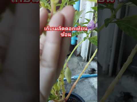 เก็บเมล็ดพันธุ์ดอกเทียนซ้อน