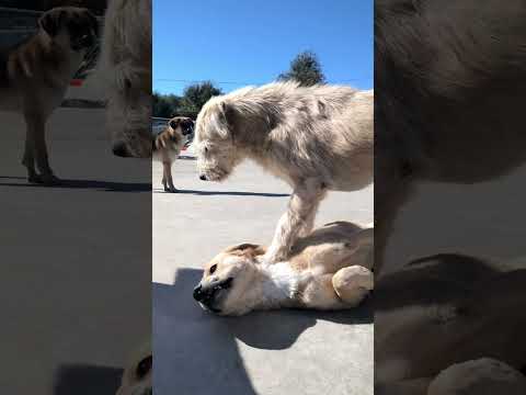 King Charles had just recovered from a serious illness and was determined to maintain order.