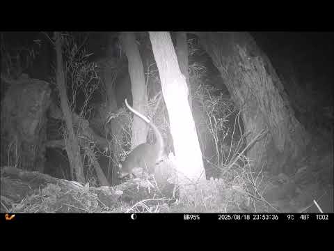 Trail Camera footage of Australian animals