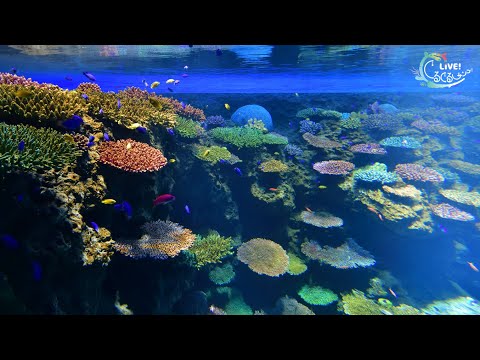 【海遊館】LIVE!ぐるぐるサンゴ! ⑦GBR 作り方 🔎