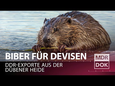 Zwischen Biber-Exporten und Kohle-Baggern - Die Dübener Heide | MDR DOK