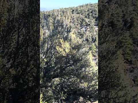 I like watching the birds #shorts