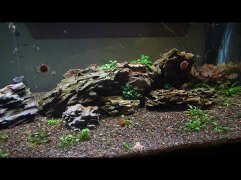 LOTS of Babies - Blue Hawaiian Moscow Guppy Projec Not long after getting the new Blue Hawaiian Moscow Guppy breeding project going, we have several gr