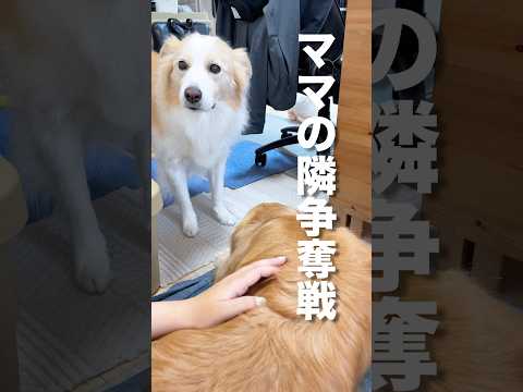 ママと離れられない犬たちのかわいい様子をご紹介 サムネイル
