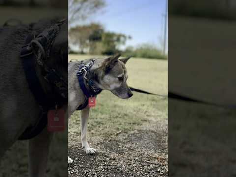 今日も熊出没警報が鳴り響く中で…