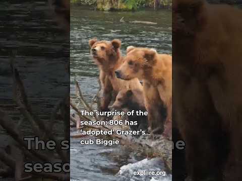 Bear Mom Adopts Cub