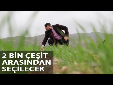 2 Bin Çeşit Arasından ‘Tescillenecek’ Buğdaylar Çiftçiye Sunulacak