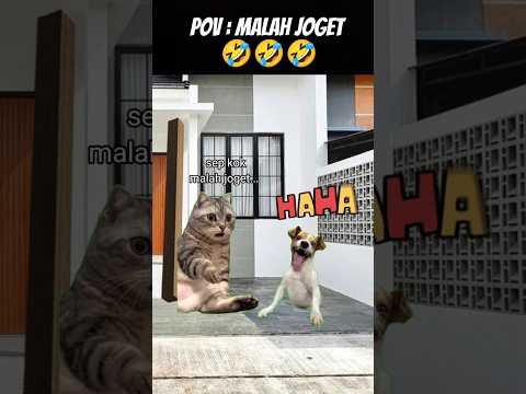 Pov : Asep Malah Joget 😂 #meme #cat #kucing #kucinglucu #animation #tranding