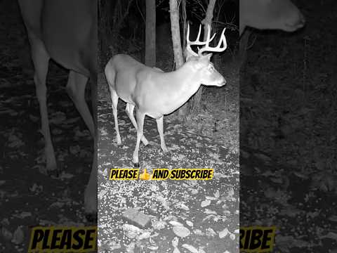 Giant 9 Point Buck | Incredible Deer Footage You Must See! 🦌#shorts #wildlife #deer #deerseason