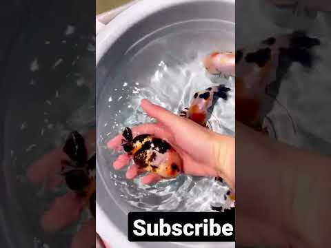 cute oranda goldfish||#shorts #shortvideo #goldfish